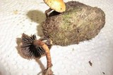 Psilocybe merdaria image