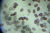 Psilocybe merdaria image