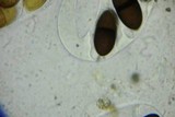 Delitschia patagonica image