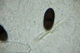 Delitschia patagonica image