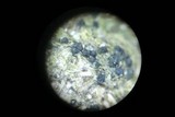 Delitschia winteri image