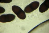 Delitschia winteri image