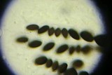 Hypocopra brefeldii image