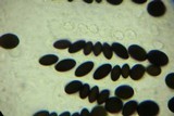 Hypocopra brefeldii image