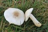 Lepiota erminea image