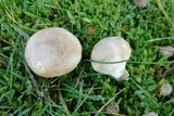 Lycoperdon lividum image