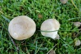 Lycoperdon lividum image