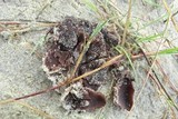 Peziza phyllogena image
