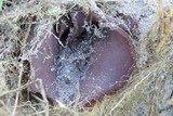 Peziza phyllogena image