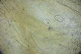 Peziza phyllogena image