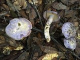 Cortinarius subfoetidus image