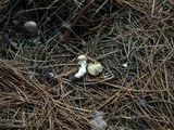 Tricholoma portentosum image