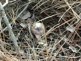 Tricholoma portentosum image