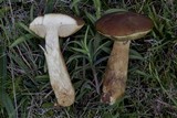 Leccinellum corsicum image
