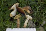 Leccinellum corsicum image