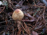 Lepiota spheniscispora image