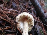 Lepiota spheniscispora image