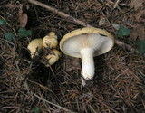 Lactarius intermedius image