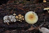 Hypholoma capnoides image