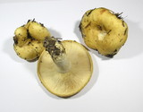 Lactarius intermedius image