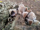 Auricularia nigricans image