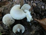 Hebeloma fragilipes image