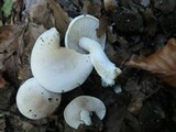 Hebeloma fragilipes image