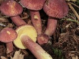 Tricholomopsis rutilans image