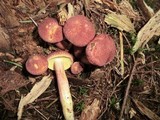 Tricholomopsis rutilans image