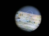 Entodesmium niesslianum image