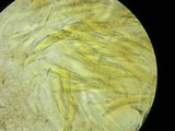 Entodesmium niesslianum image