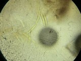 Entodesmium niesslianum image