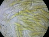 Entodesmium niesslianum image