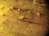 Entodesmium niesslianum image