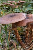 Armillaria ostoyae image