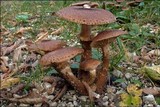 Armillaria ostoyae image