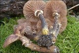 Armillaria ostoyae image