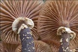 Armillaria ostoyae image