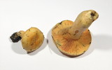 Lactarius salmonicolor image