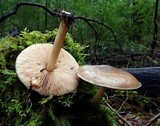 Pluteus exilis image