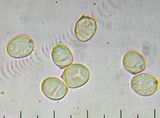 Pluteus exilis image