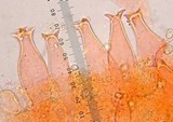 Pluteus exilis image