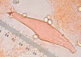 Pluteus exilis image