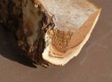 Ganoderma sessile image