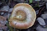 Lactarius vinosus image