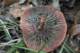 Lactarius vinosus image