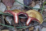 Lactarius vinosus image