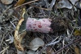 Lactarius vinosus image