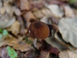 Pluteus phlebophorus image