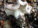 Tricholoma griseoviolaceum image